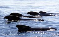Long-finned Pilot Whale (Globlicephala melas)